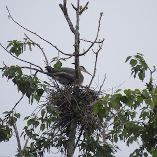 Great Blue Heron - ML618563818