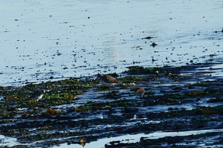 Two-banded Plover - ML618563821