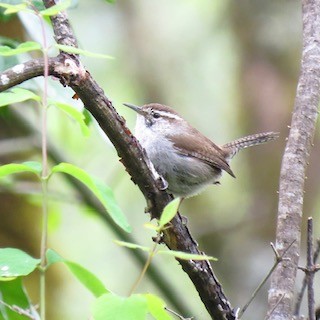 Bewick's Wren - ML618563834