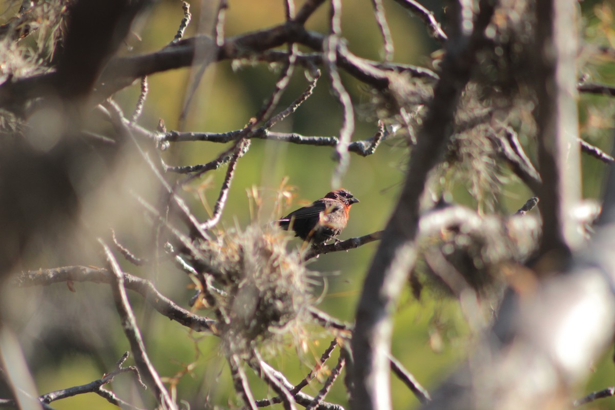 Varied Bunting - Emiliano Morales García