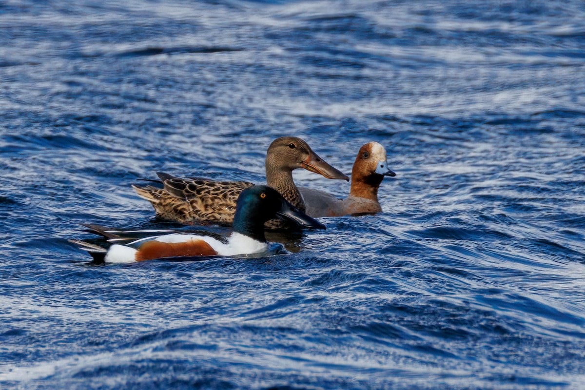 Eurasian Wigeon - Mehmet Emre Bingül