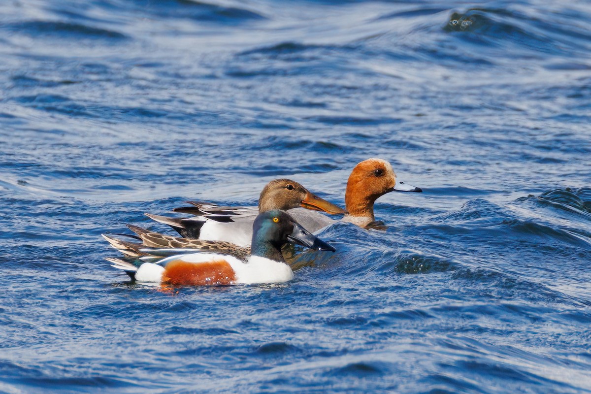 Eurasian Wigeon - ML618563872