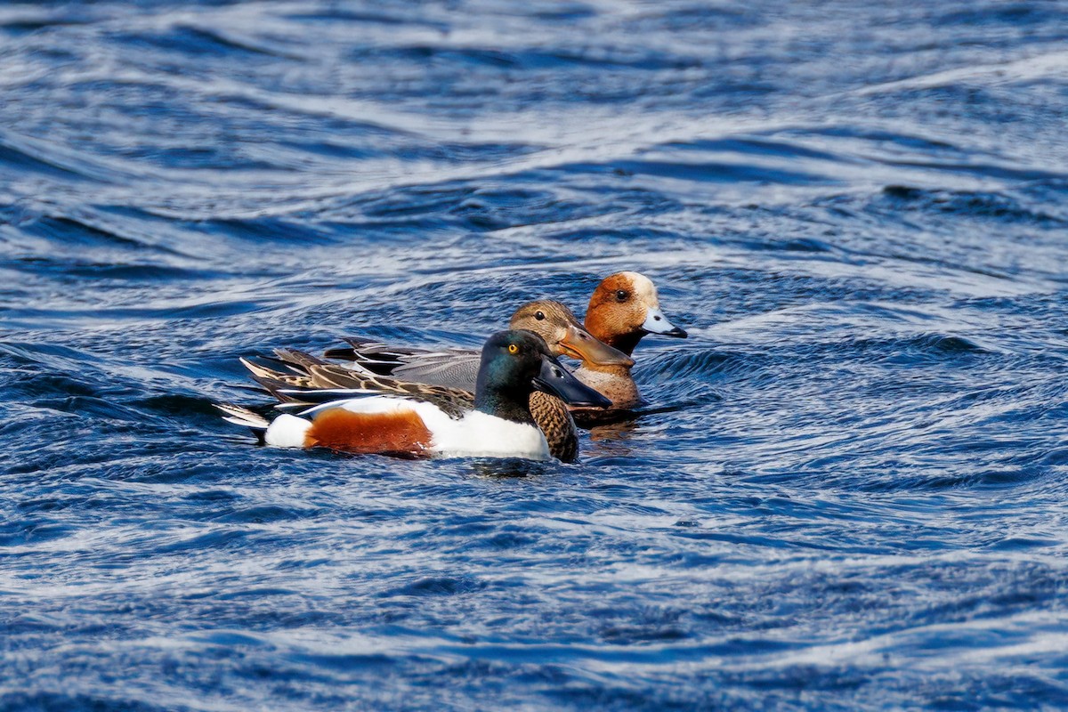 Eurasian Wigeon - ML618563873