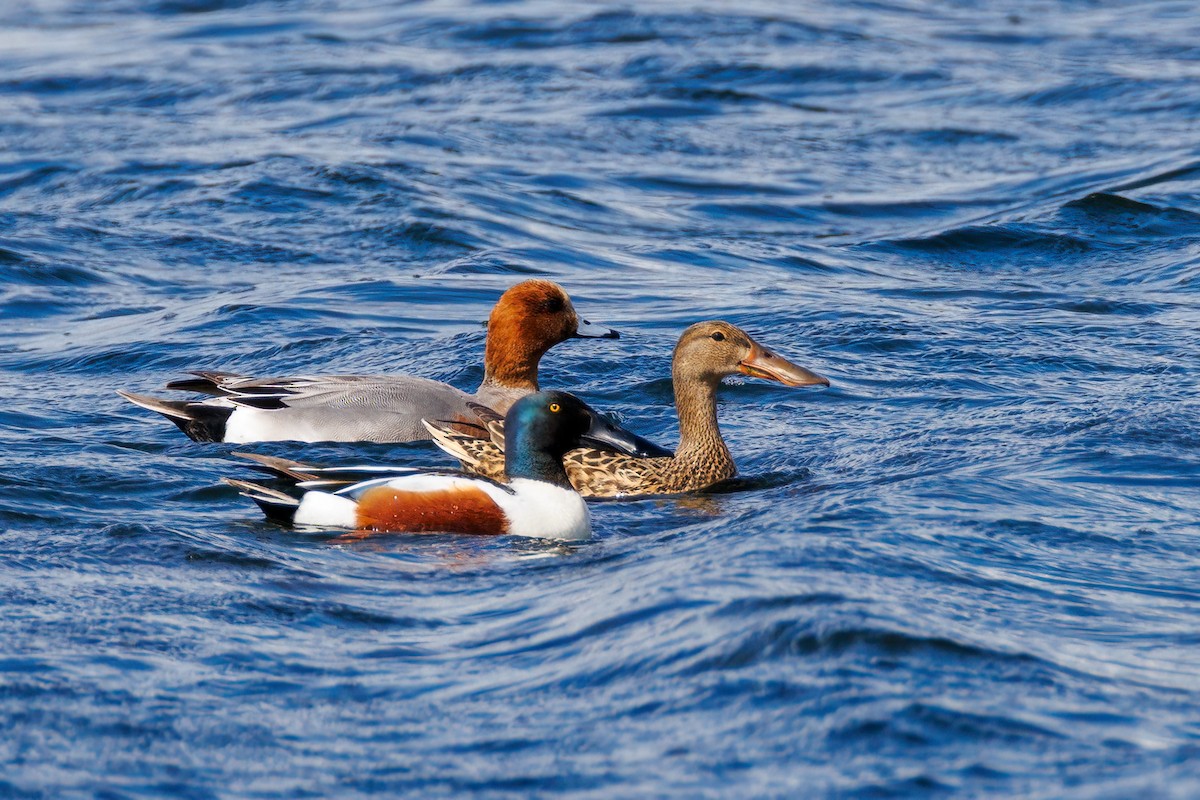 Eurasian Wigeon - ML618563875