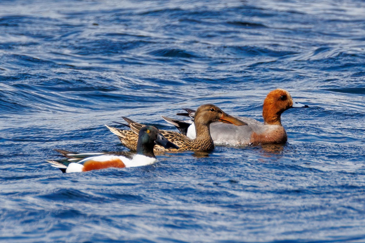 Eurasian Wigeon - ML618563877