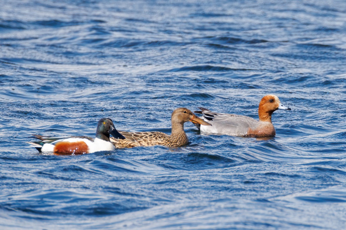 Eurasian Wigeon - ML618563878