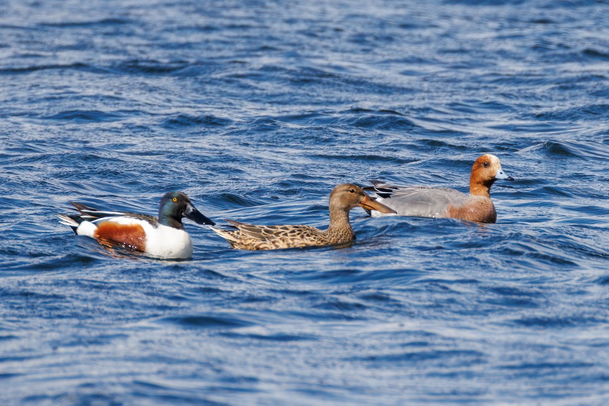 Eurasian Wigeon - ML618563879