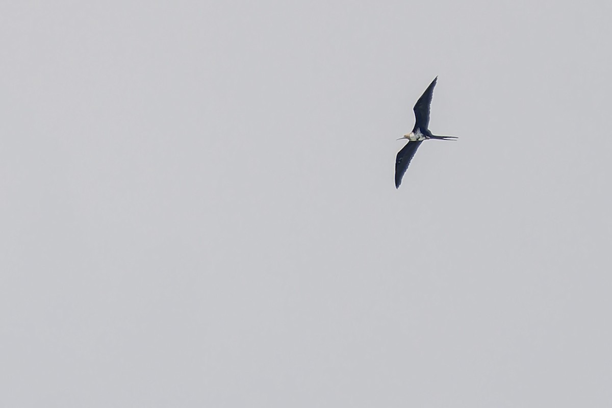 Lesser Frigatebird (Lesser) - ML618563883