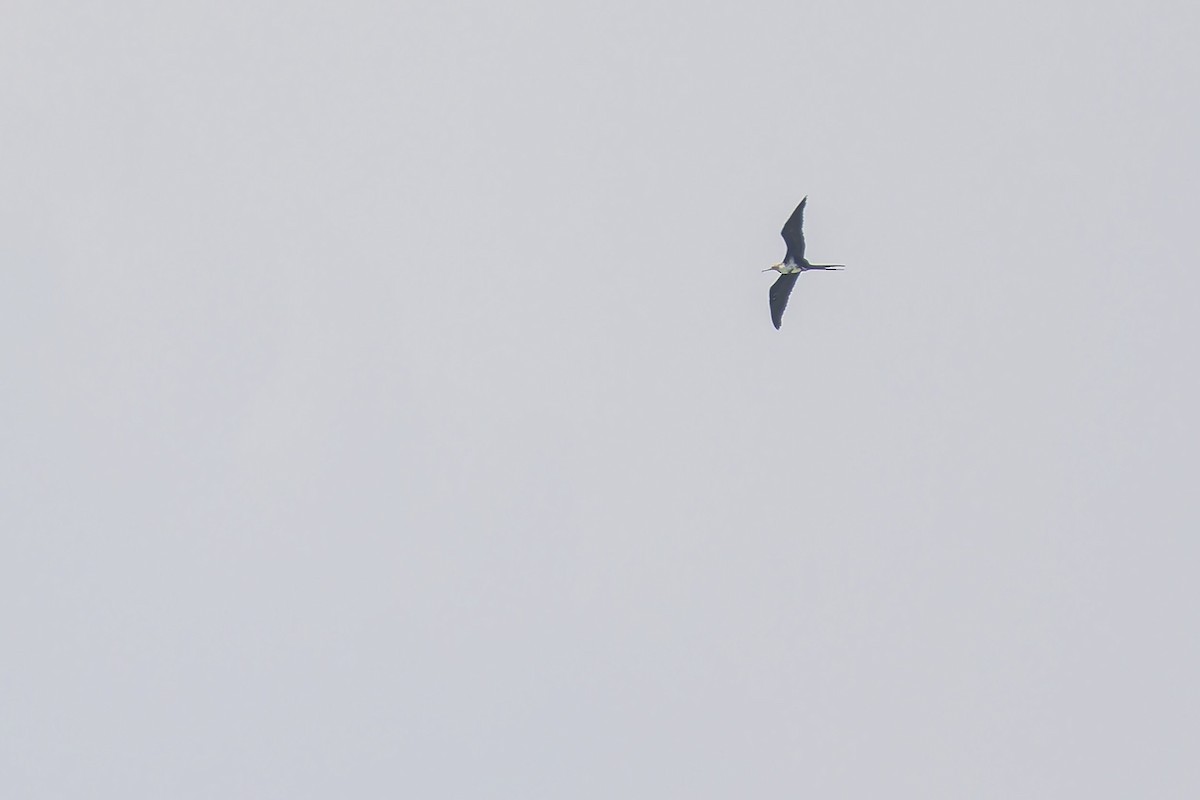 Lesser Frigatebird (Lesser) - ML618563884
