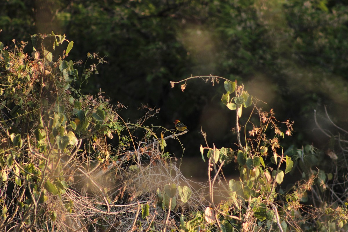 Western Tanager - ML618563888