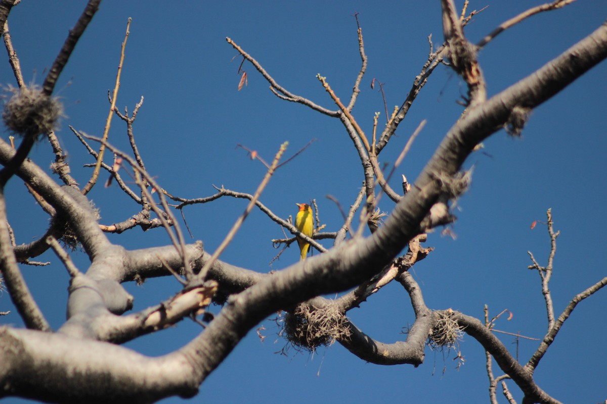 Western Tanager - ML618563889
