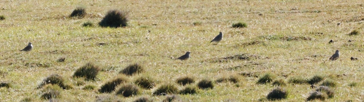 Short-billed Miner - ML618563915