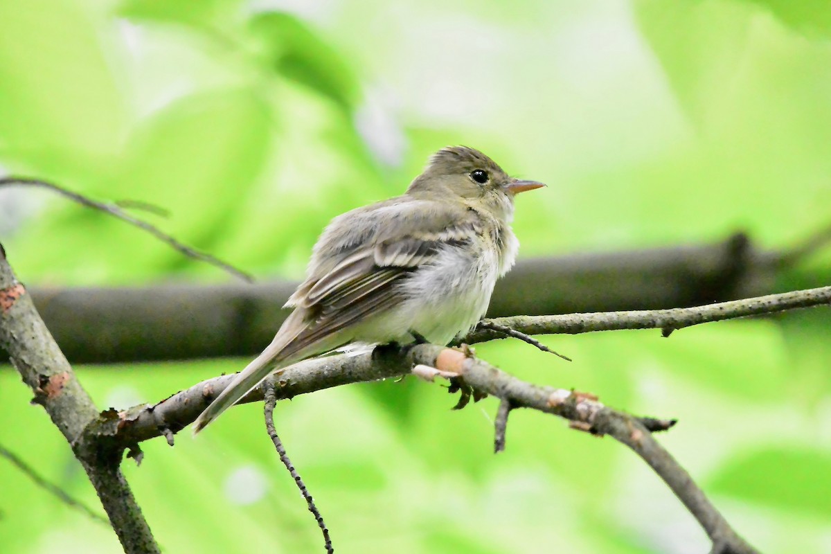 Acadian Flycatcher - ML618563923