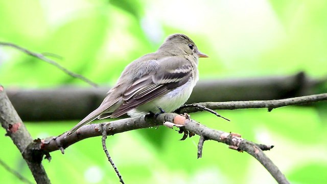 Acadian Flycatcher - ML618563924