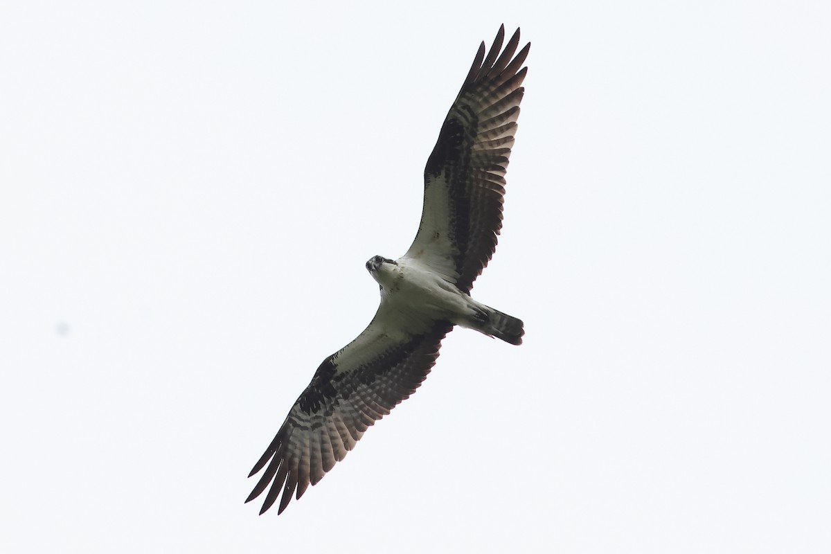 Osprey - ML618563937