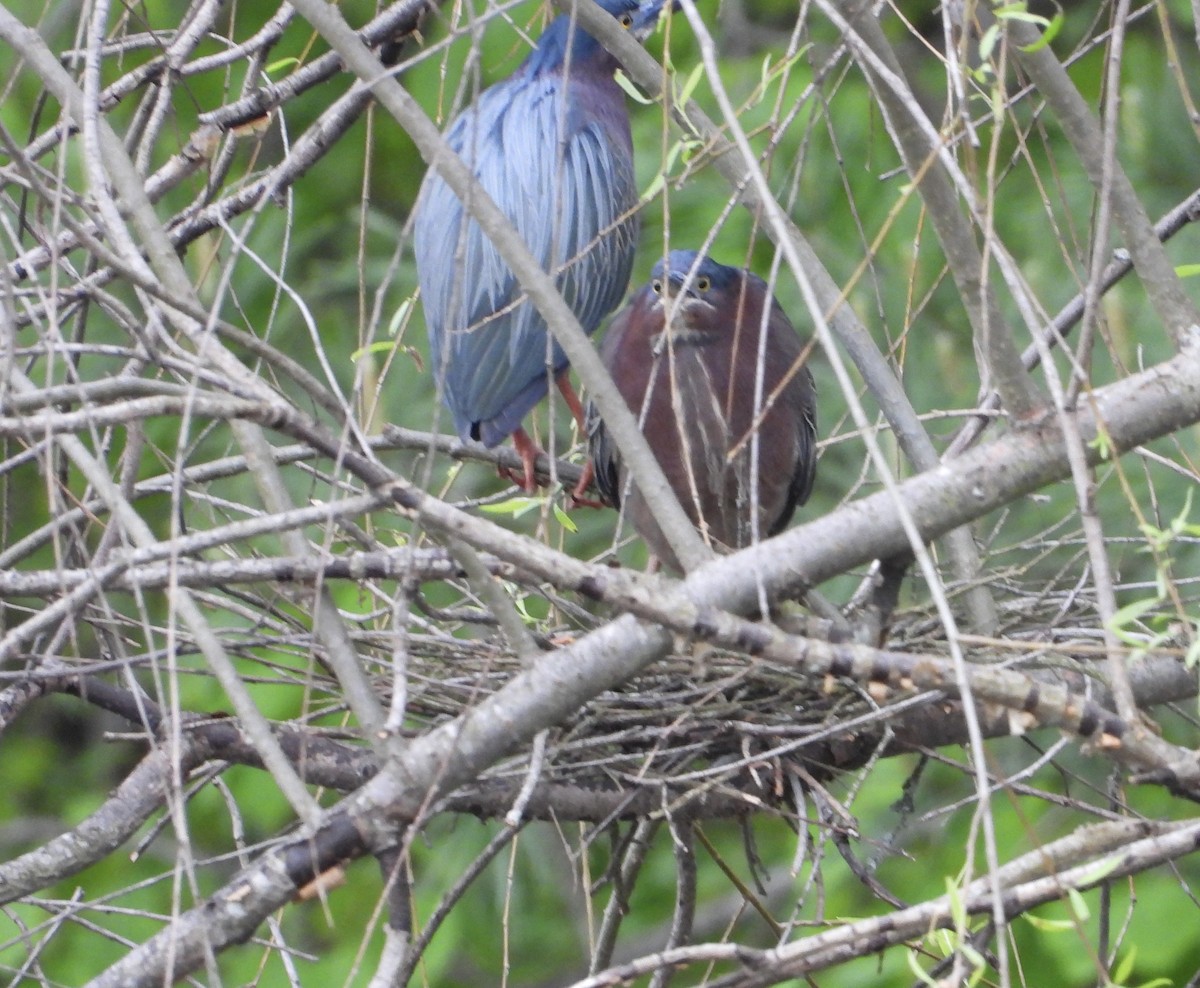 Green Heron - inga schmidt