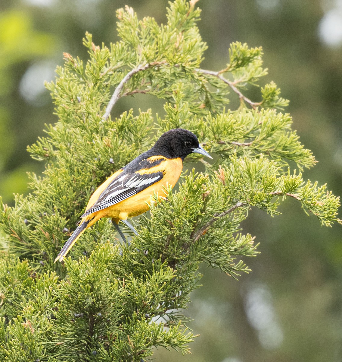 Baltimore Oriole - ML618563961