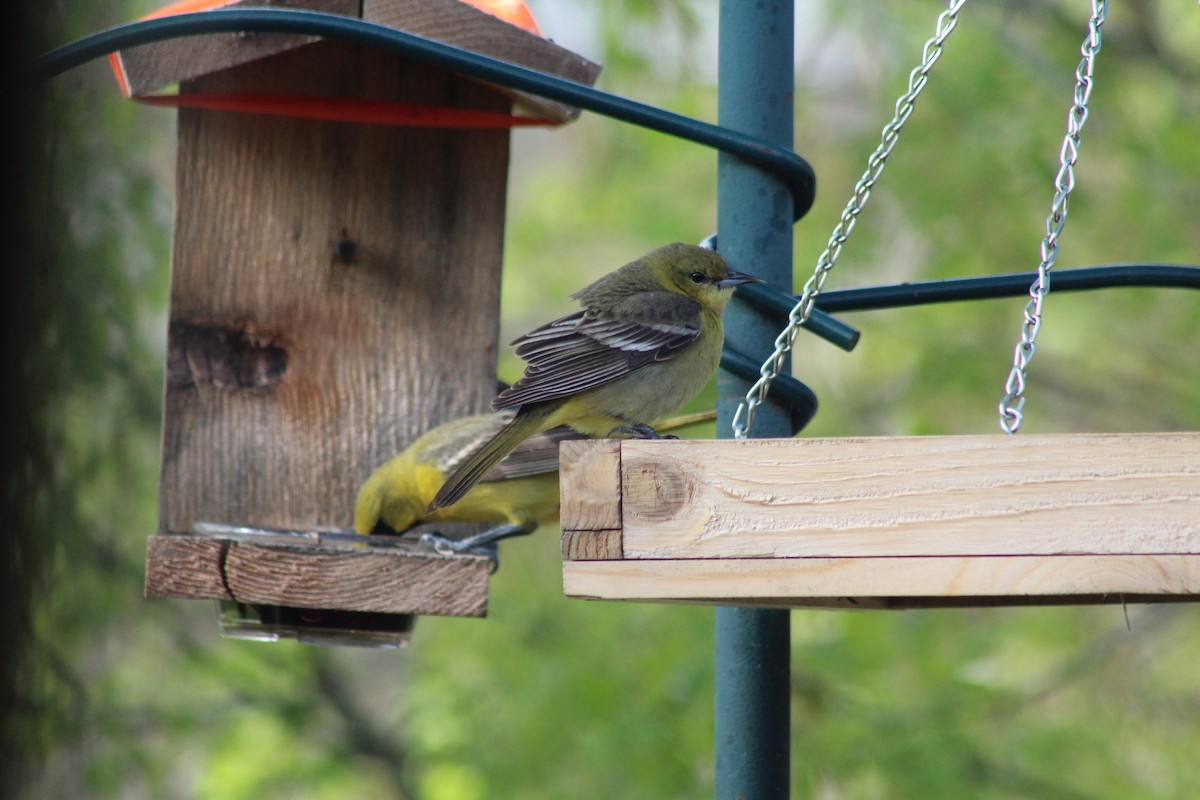 Orchard Oriole - ML618564000