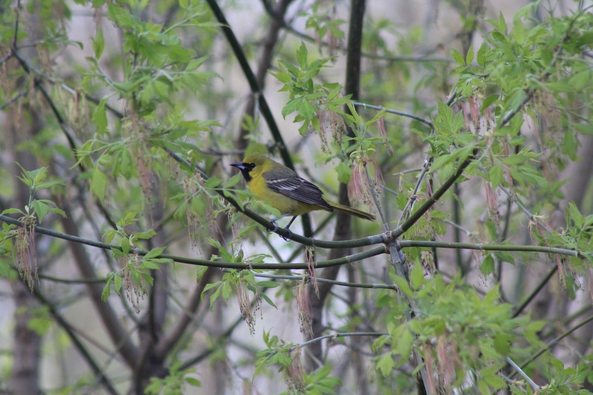 Orchard Oriole - ML618564002