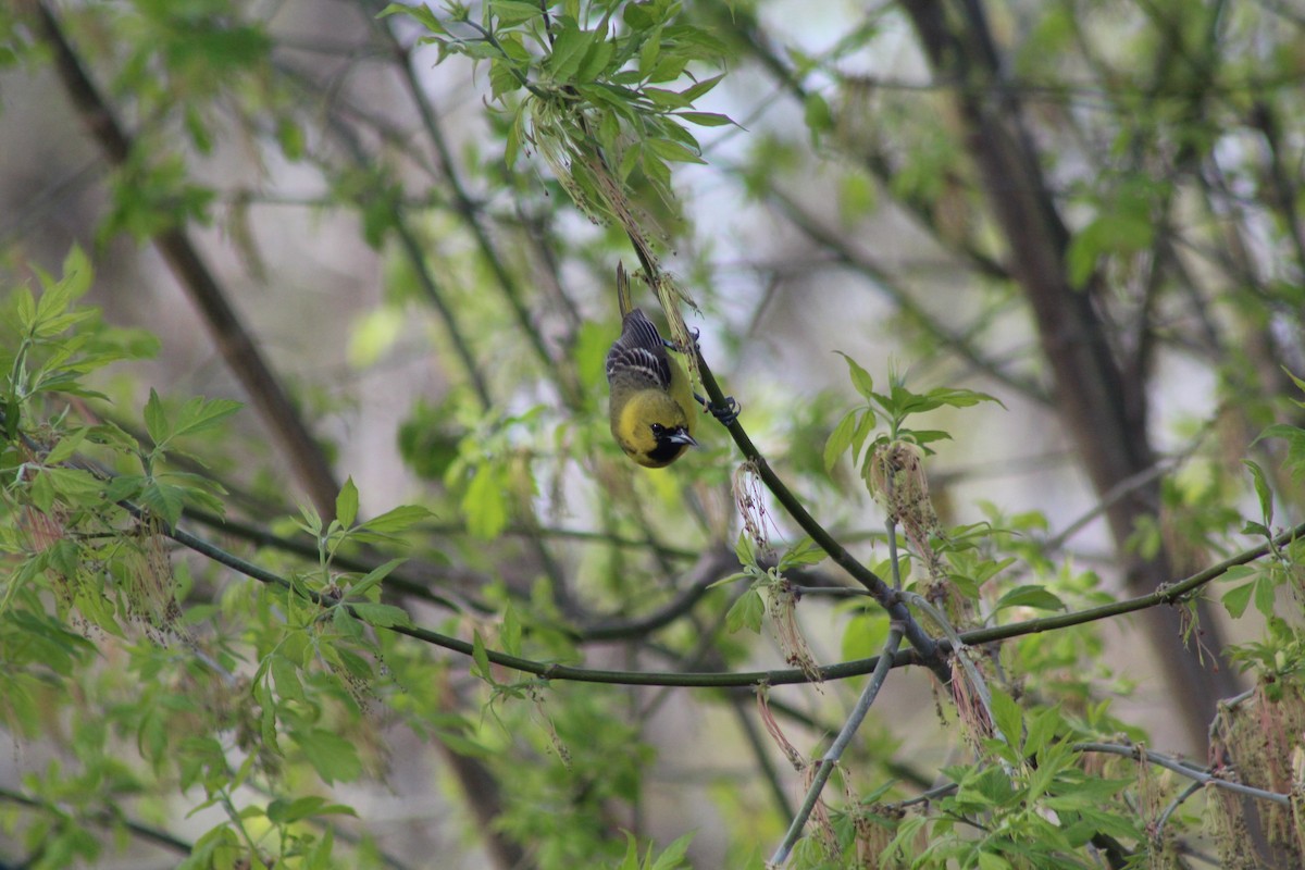 Orchard Oriole - ML618564003