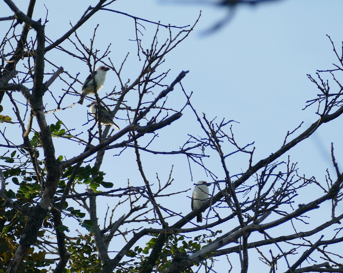 Chaplin's Barbet - ML618564081