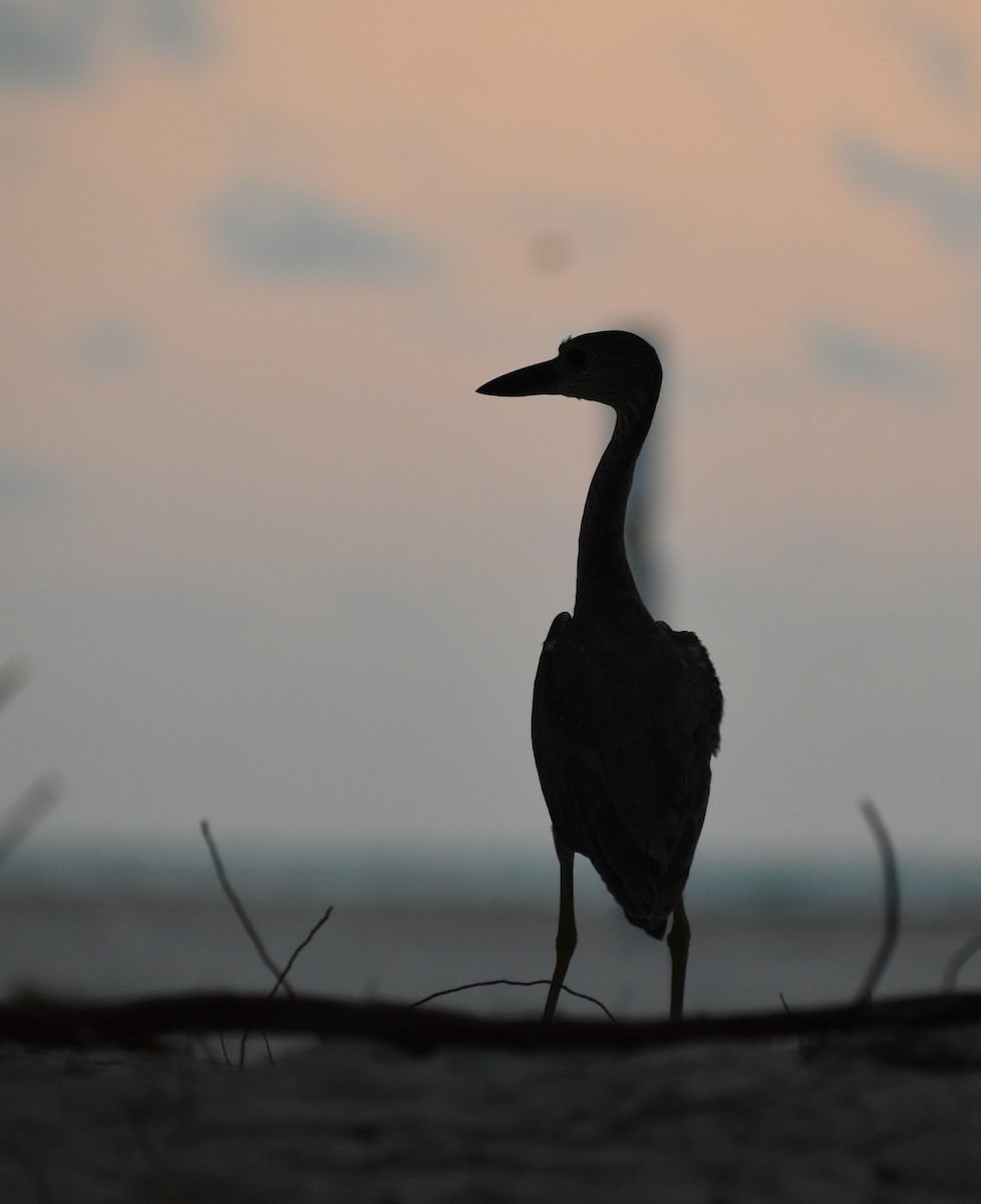 Yellow-crowned Night Heron - ML618564087