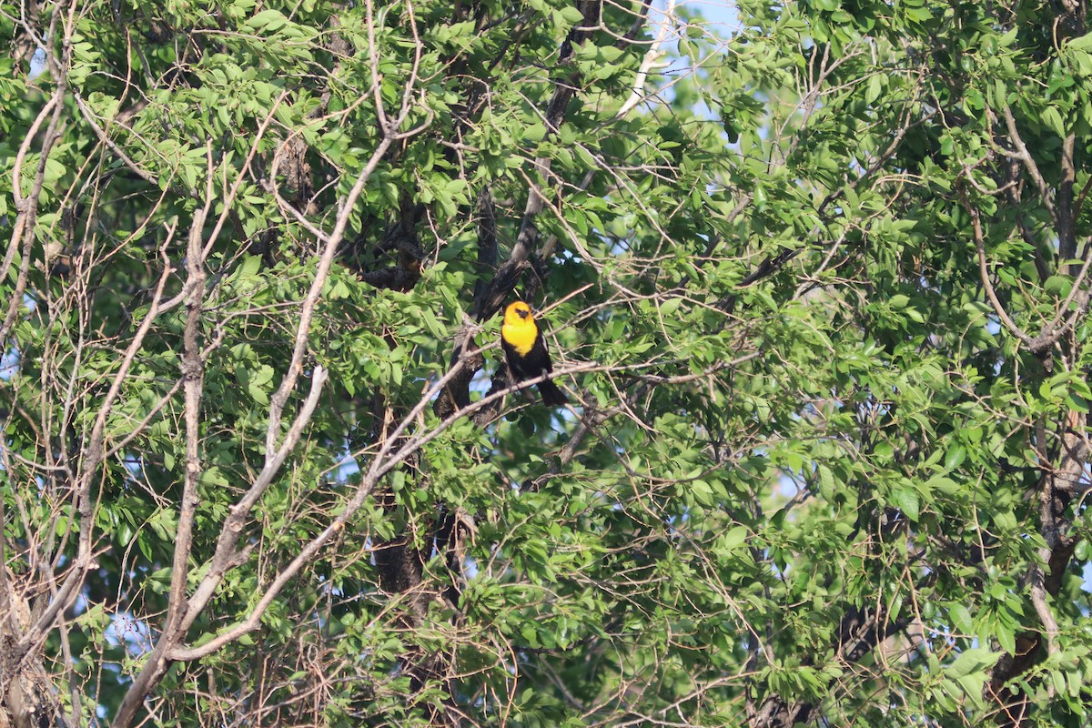 Yellow-headed Blackbird - ML618564089
