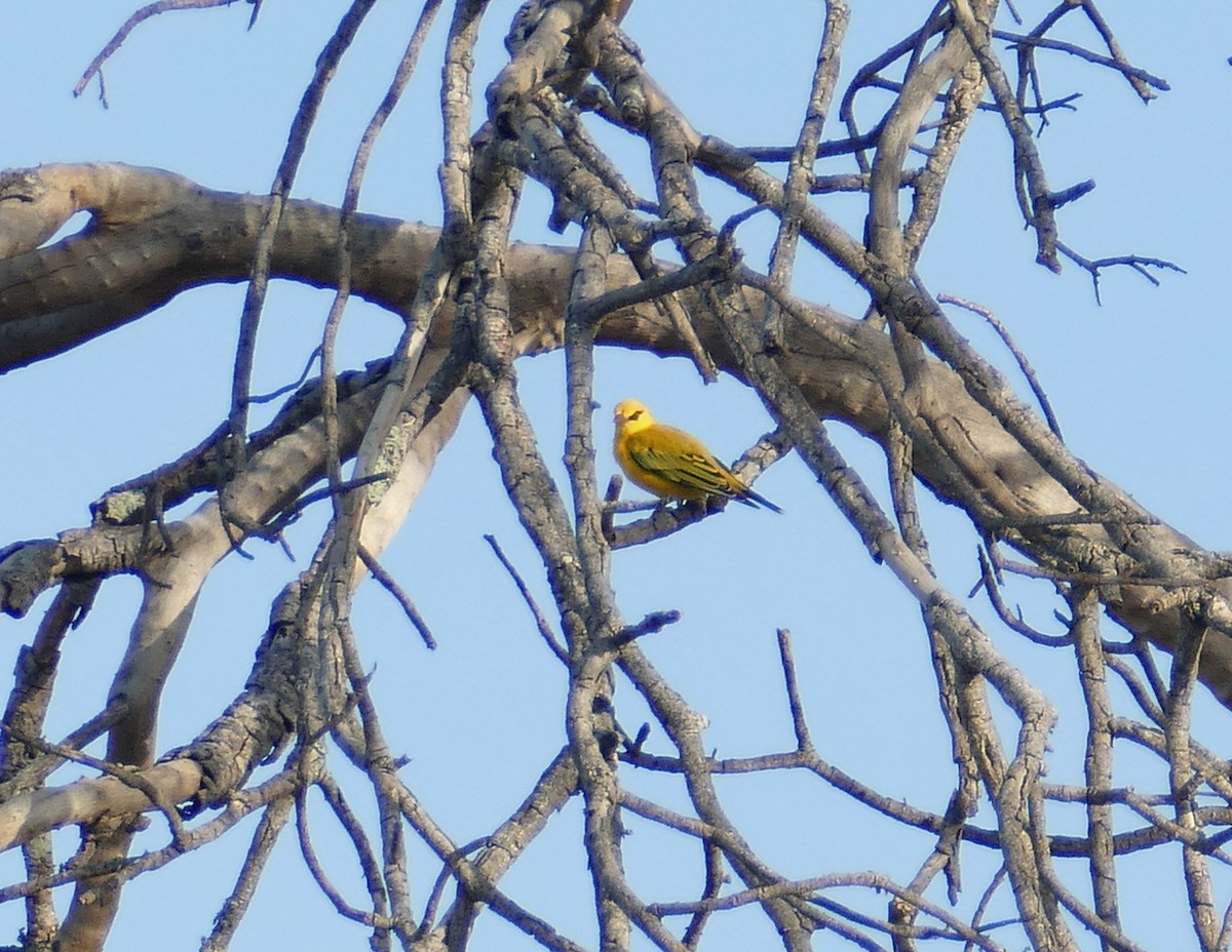 African Golden Oriole - ML618564136