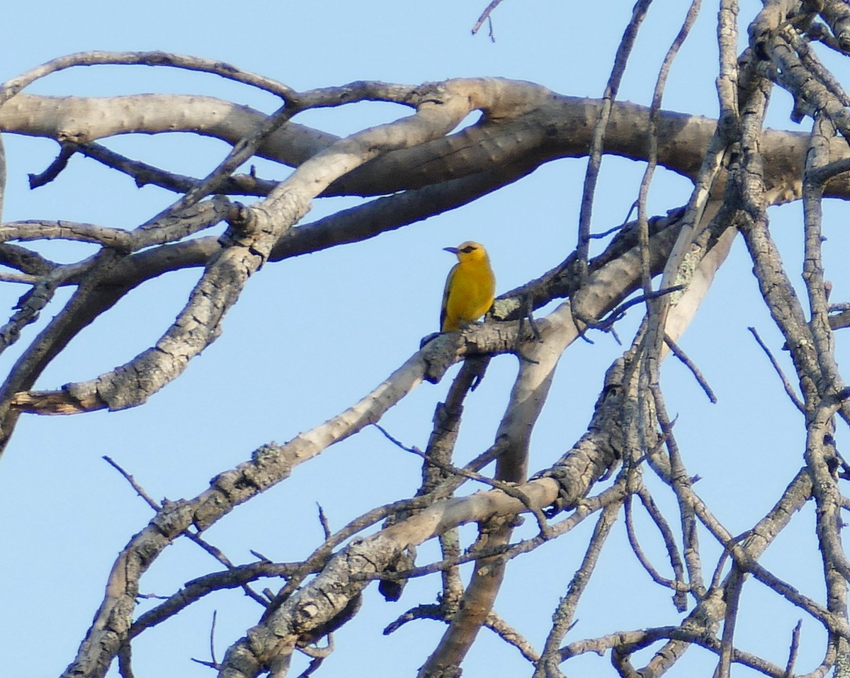 African Golden Oriole - ML618564137