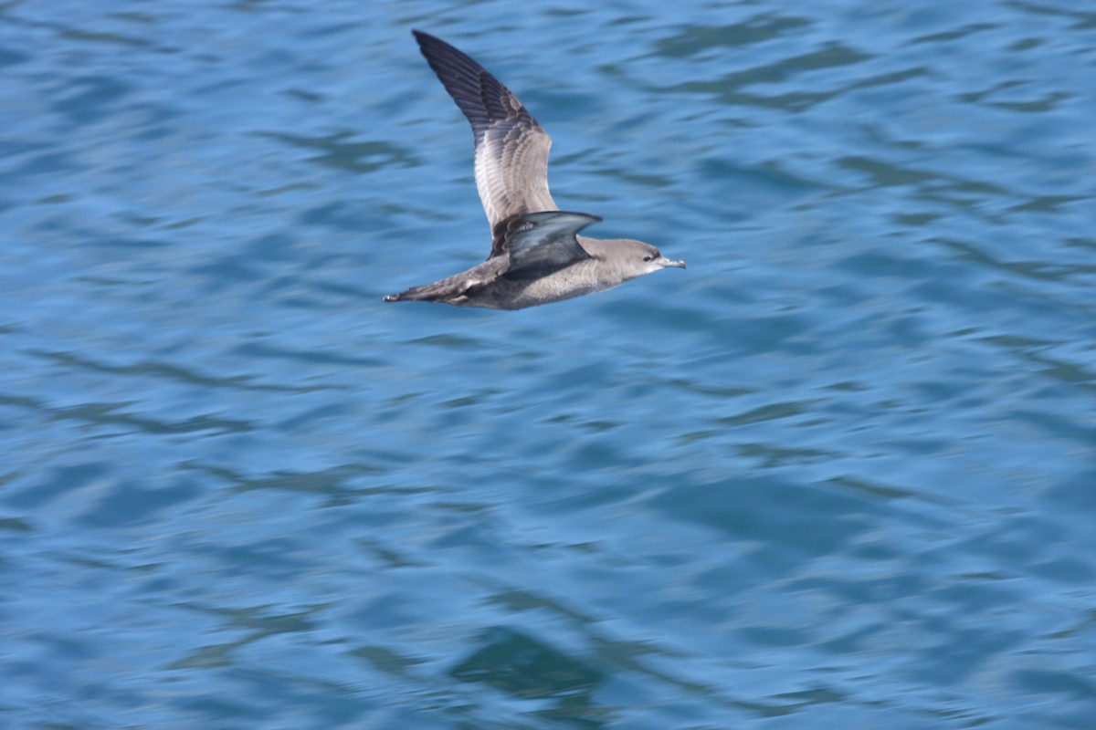 Sooty/Short-tailed Shearwater - Chandra Little