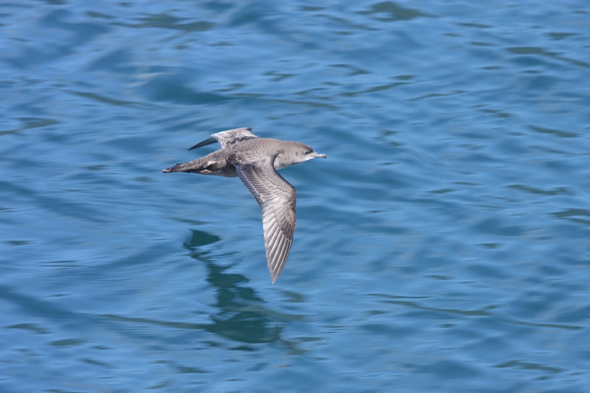 Sooty/Short-tailed Shearwater - Chandra Little