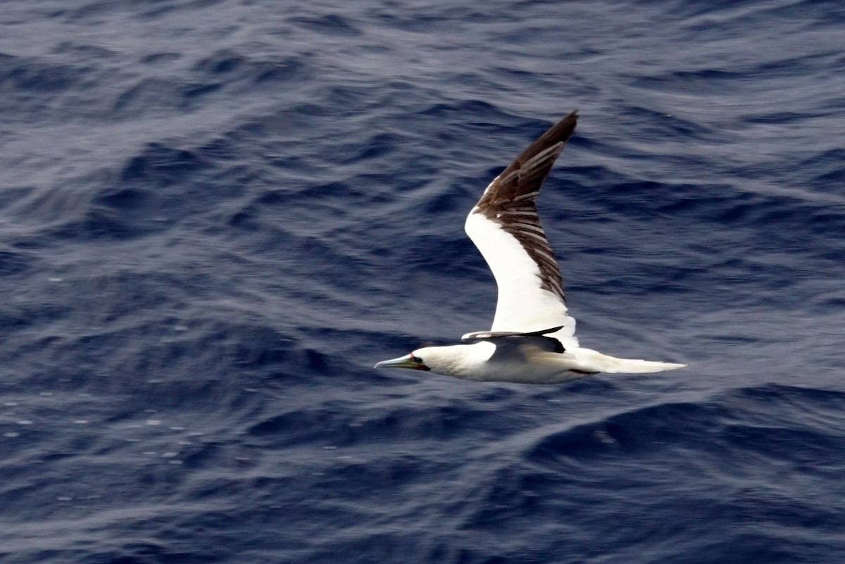 Red-footed Booby (Indopacific) - ML618564177