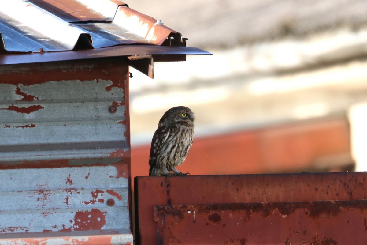 Little Owl - ML618564211