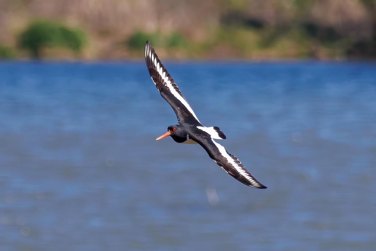 Eurasian Oystercatcher - ML618564227