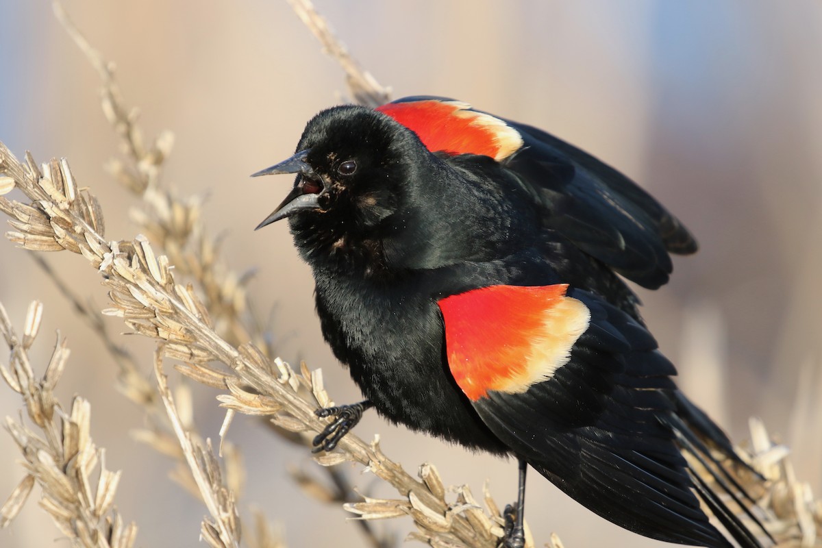 Red-winged Blackbird - ML618564232