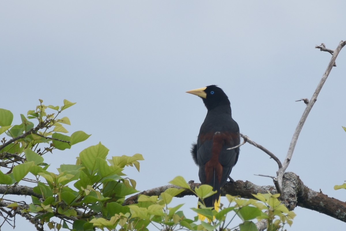 Crested Oropendola - ML618564281