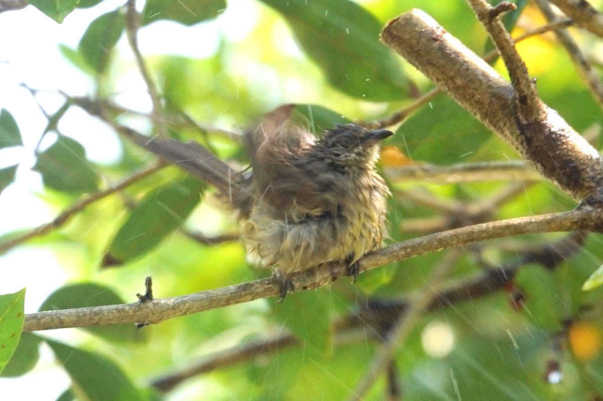 Streak-eared Bulbul - ML618564285