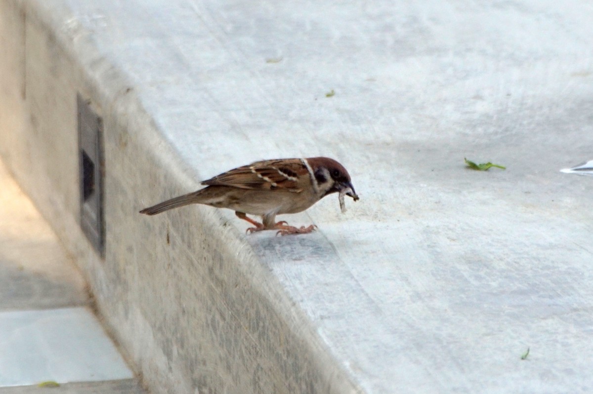 Eurasian Tree Sparrow - ML618564291