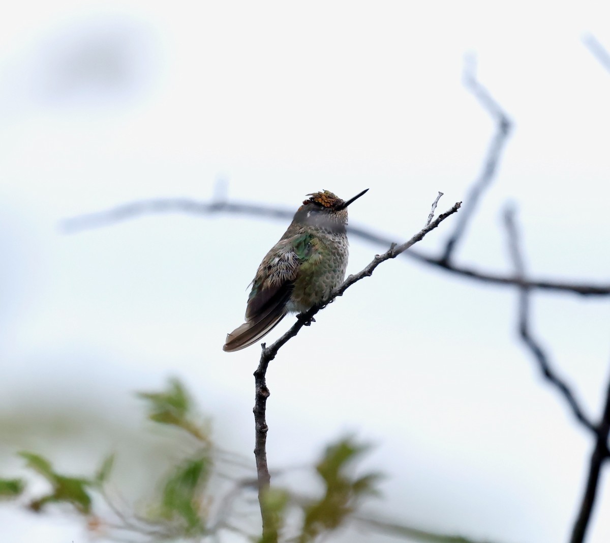 Colibrí Austral - ML618564347