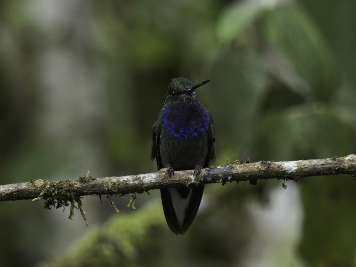 Colibrí de Bouguer Oriental - ML618564350