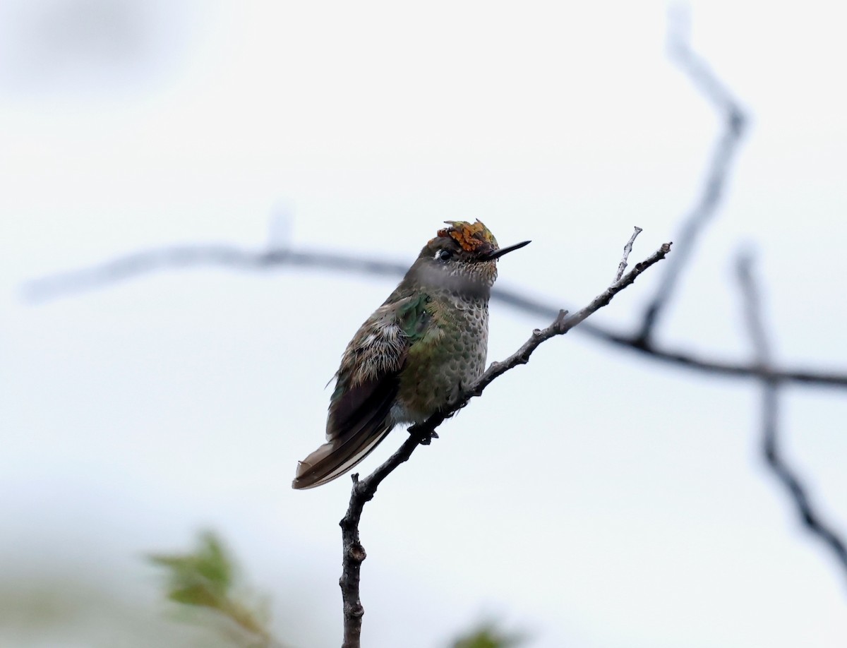 Green-backed Firecrown - Robert Wallace