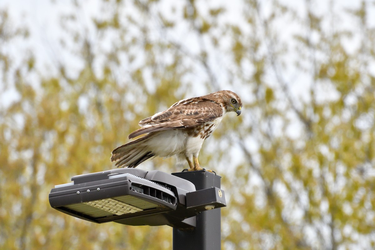 káně rudochvostá - ML618564366