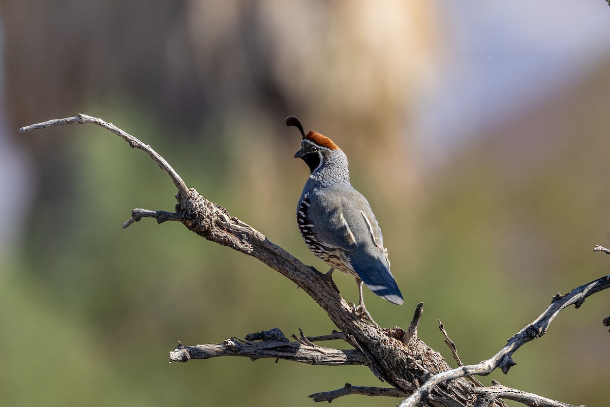 Gambel's Quail - ML618564367