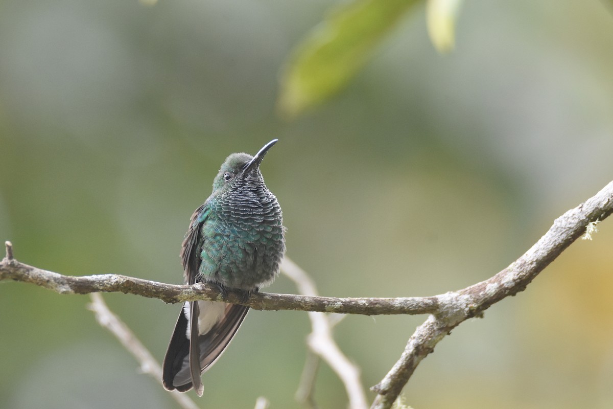 Colibrí de Buffon (grupo buffonii) - ML618564411