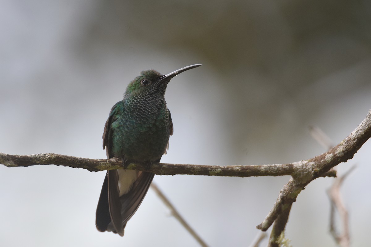 Colibrí de Buffon (grupo buffonii) - ML618564413