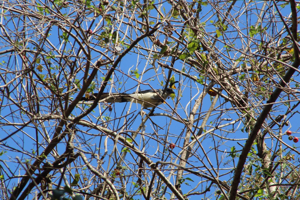 White-throated Magpie-Jay - ML618564415