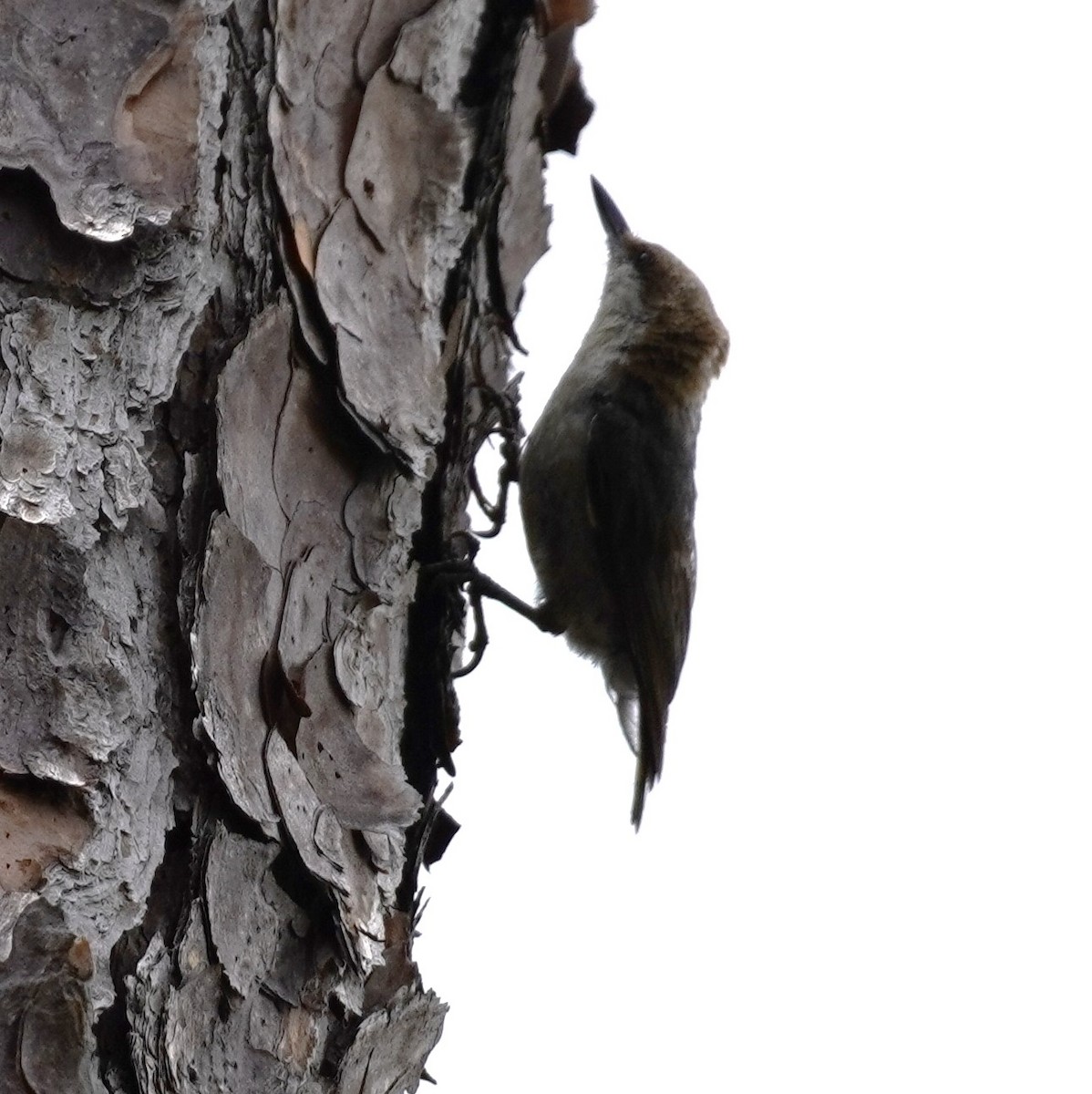 Brown-headed Nuthatch - ML618564426