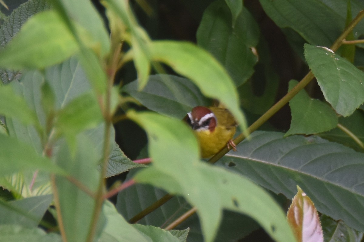 Chestnut-capped Warbler - Luke Berg