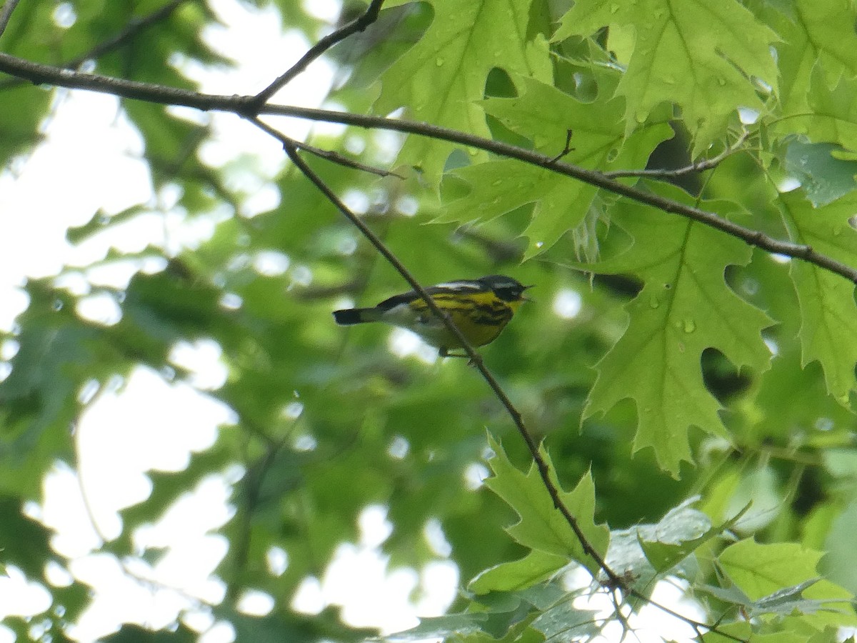 Magnolia Warbler - ML618564451