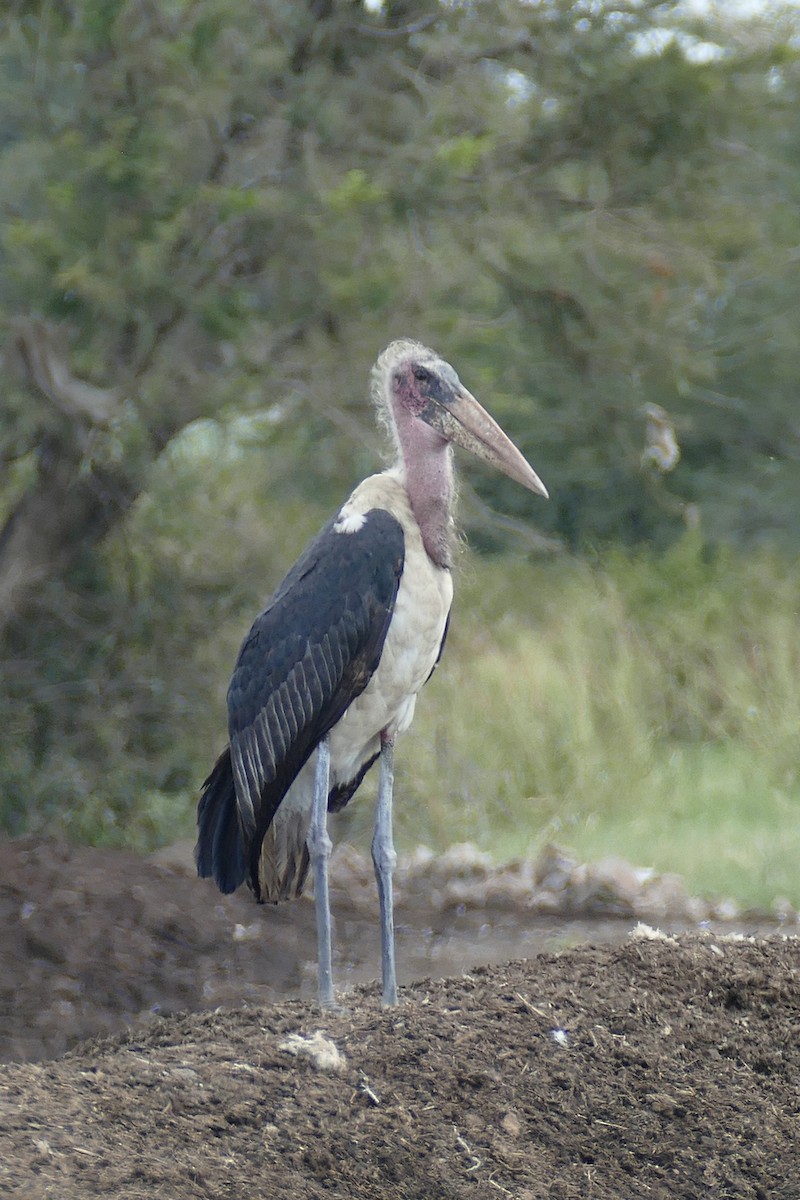 Marabou Stork - Jens Thalund